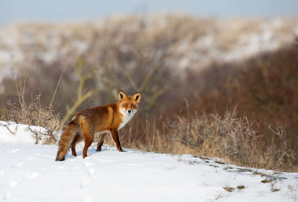 what-does-the-uk-wildlife-get-up-to-in-winter-wildthings