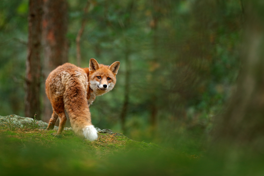  10 Facts About Foxes That May Surprise You Wildthings